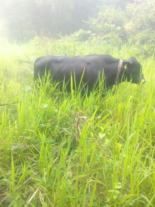 Bull Brahman Mix With Indian Cow Calf