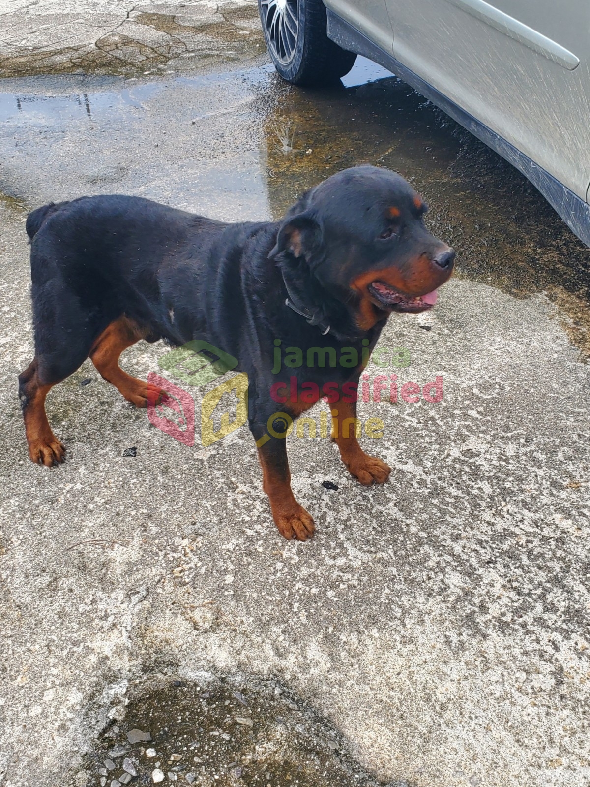 rotti-for-stud-service-i-get-a-dog-free-for-sale-in-green-island-hanover-dogs