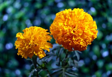 Marigold Plants For Sale