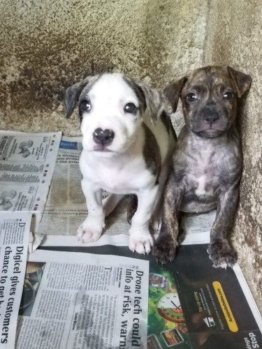 Pitbull Pups Up For Sale 