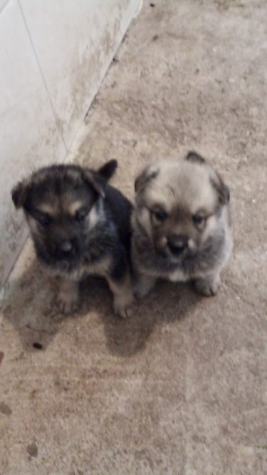 Akita Shepherd Puppies 