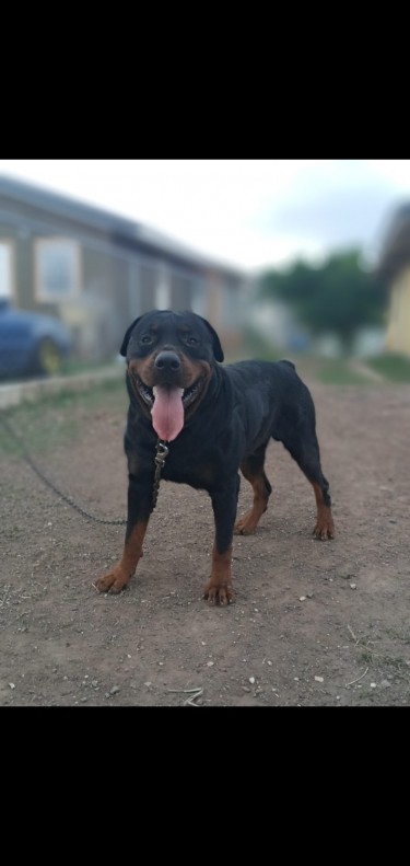 Adult Male Rottweiler