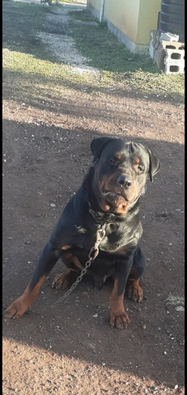 Adult Male Rottweiler