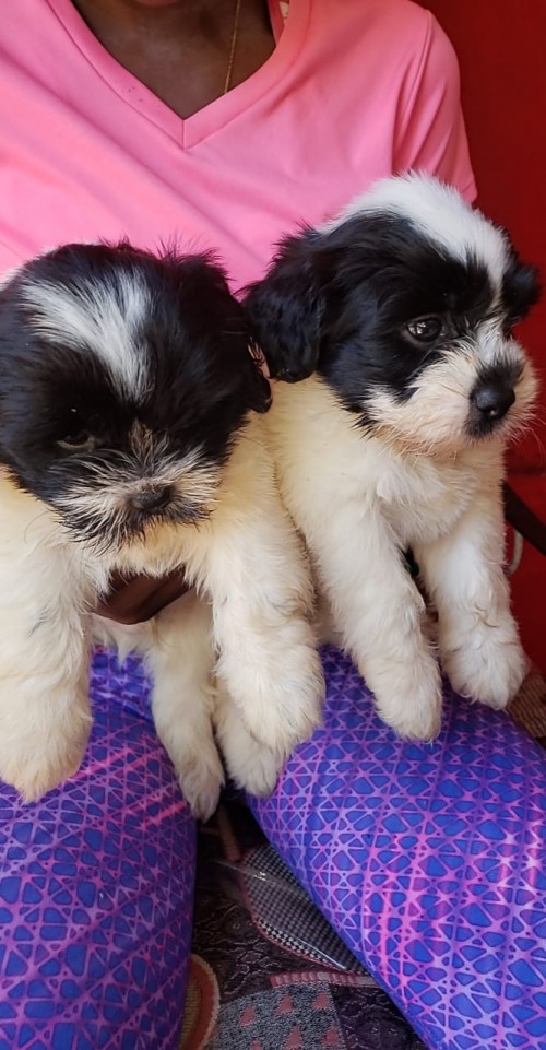 6 Week Old Shihpoo Puppy