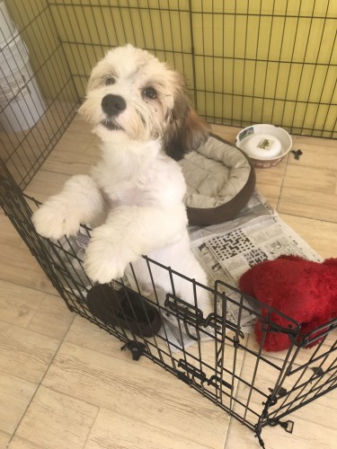 11 Months Old Male Shih Tzu Puppy