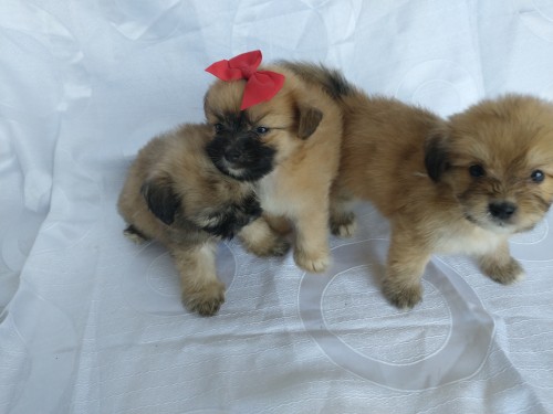 Terrier Mix Puppies For Sale