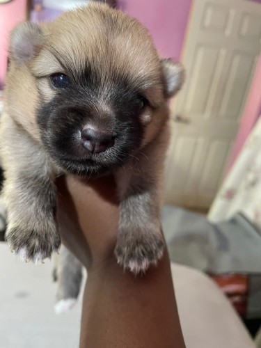 Female Pomeranian Puppies Available 