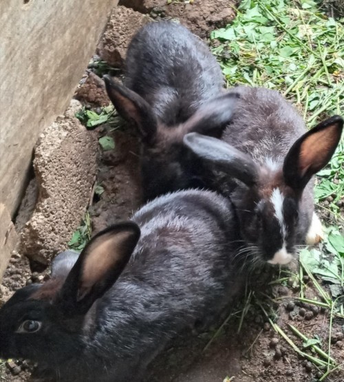 New Zeland White Rabbits