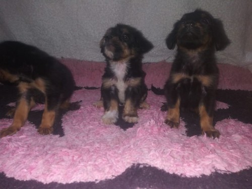 Rottweiler Poodle Mix Puppies