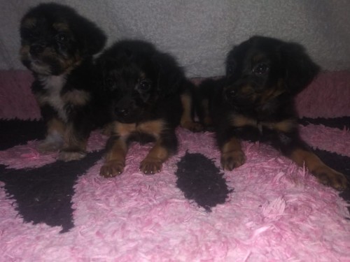Rottweiler Poodle Mix Puppies