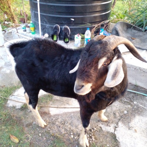 Ram Goat For Sale