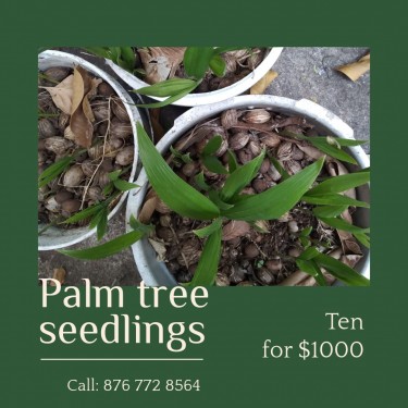 Palm Tree Seedlings 