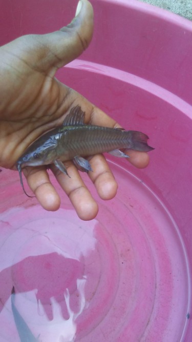 Catfish Similar To Black Corydoras For Sale