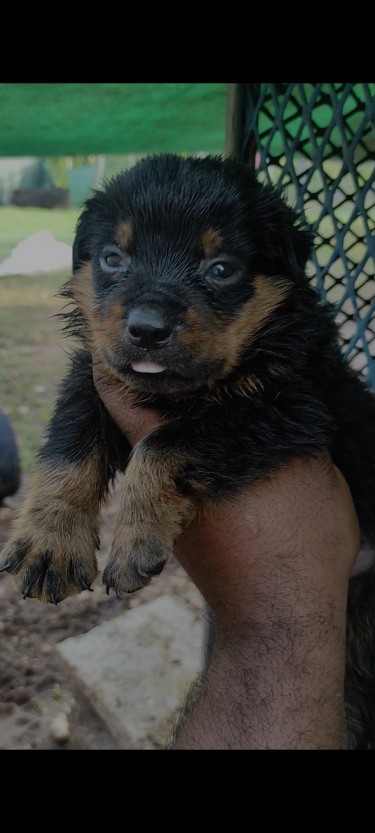 Unregistered Rottweilers (males)