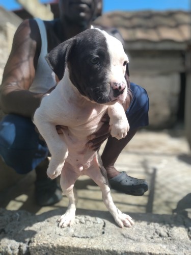American Bully Puppies Ready Now Contact For Info