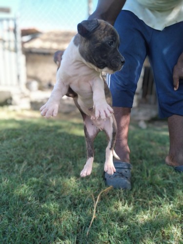 American Bully Puppies Ready Now Contact For Info