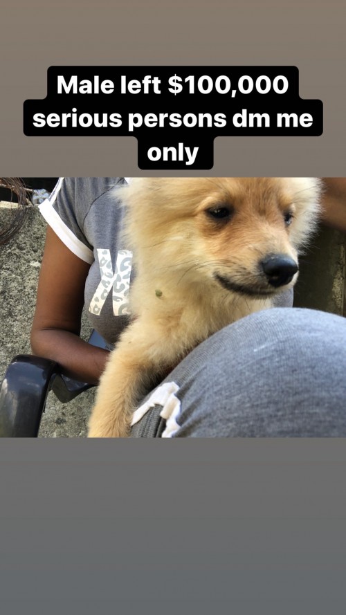 Pomeranian Male For Sale
