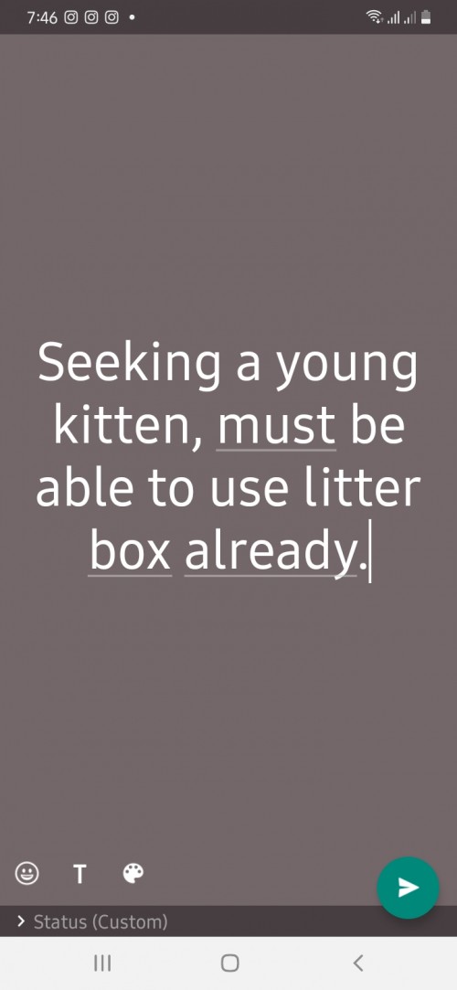 Seeking A Young Cat