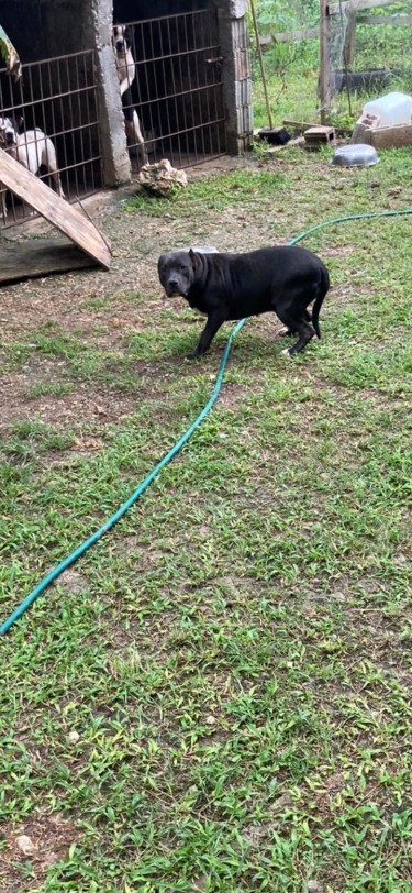 10 Months Old Black Female American Bully