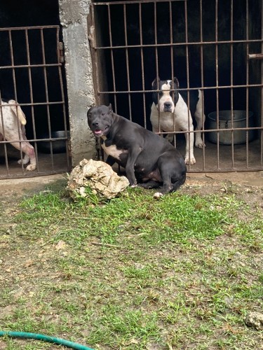 10 Months Old Black Female American Bully