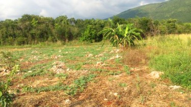 1/4 Acre Of Land 