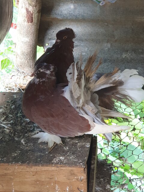 Indian Fanails Pigeons