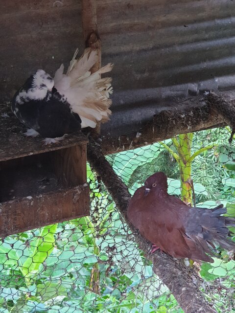 Indian Fanails Pigeons