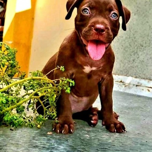 American Bully Up For Sale  ( Pocket)