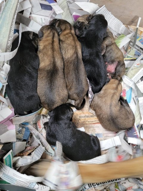 Akita Shephard Puppies