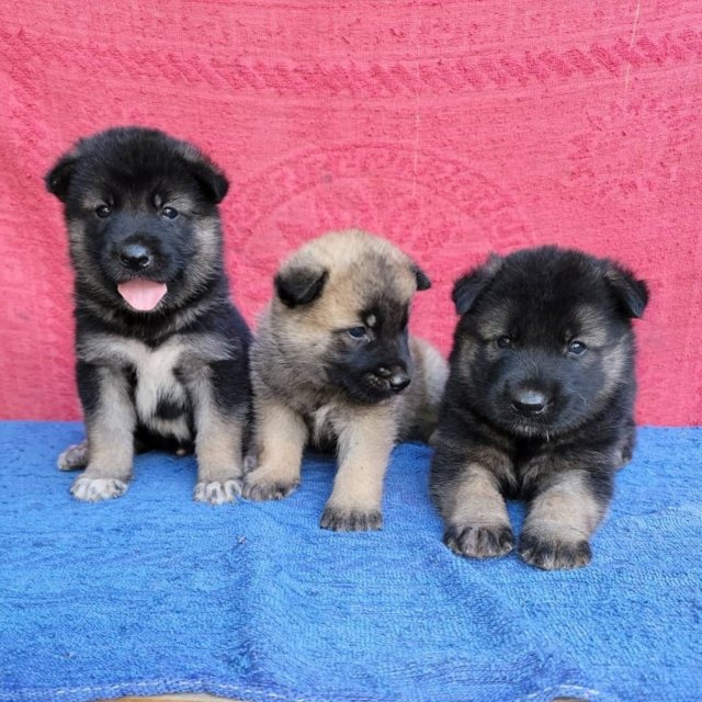 Akita Shephard Puppies