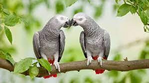 African Grey Timneh Parrot For Sale