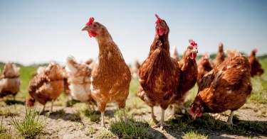  Young Healthy Layer  Chickens To Buy