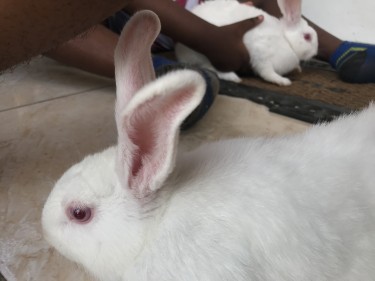 Rabbits For Sale