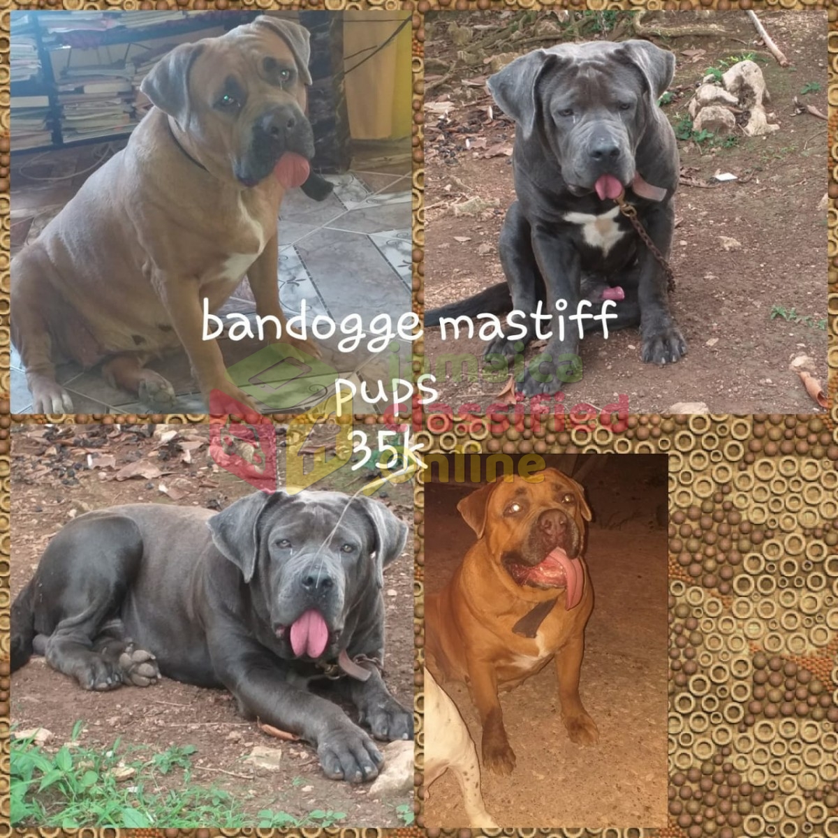 Bandogge 2024 for sale