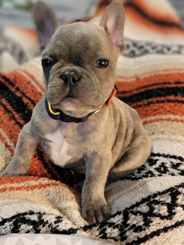 Very Healthy French Bulldog Puppies Available