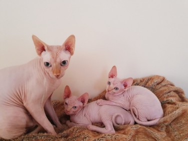 Silver Spot Bengal Kittens For Sale.