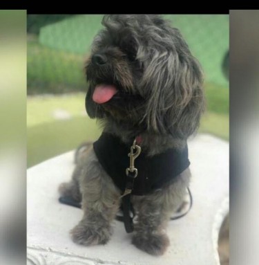 Shih Su Male Dog Up For Mating 