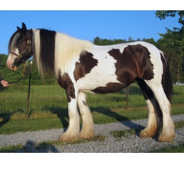Gypsy Vanner Horses For Sale .