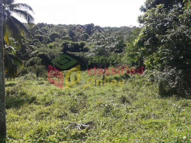 44 + Acres-Oxford Estate, Free Hill, St. Mary