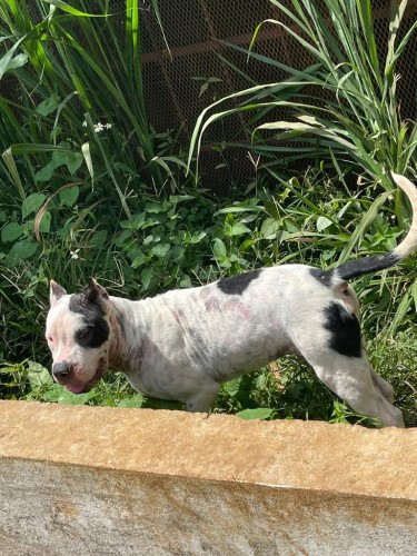 10 Month Old Male Pitbull Puppy For Sale 