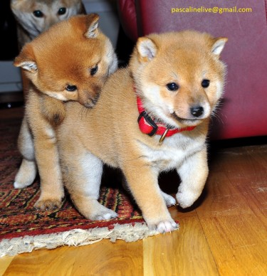 Healthy Male And Female Shihba Inu Puppies