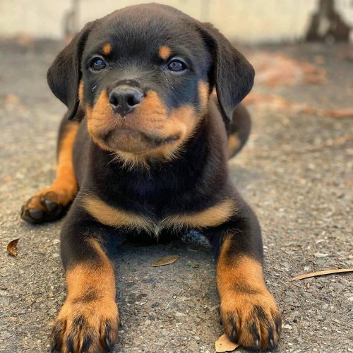 Rottweiler Puppy Ready For Her Forever At Home