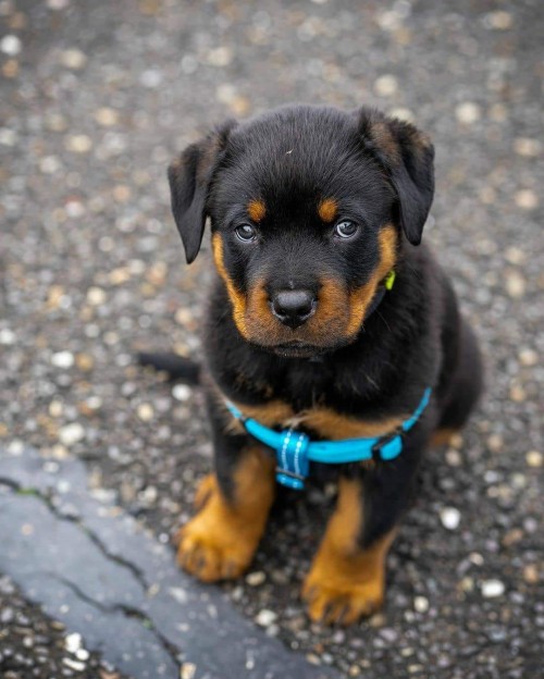 Rottweiler Puppy Ready For Her Forever At Home