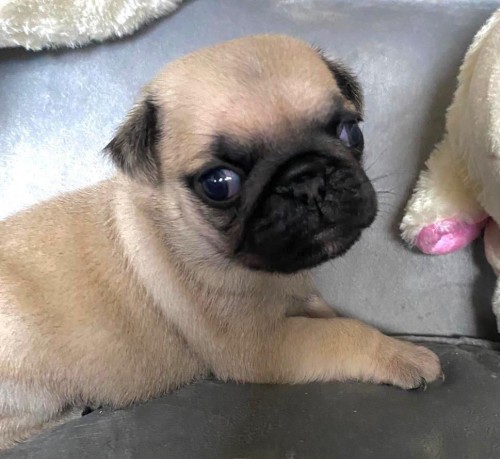 Cute Male And Female Pug Puppies For Sale