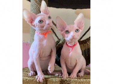Sphynx And Bengal Kittens 