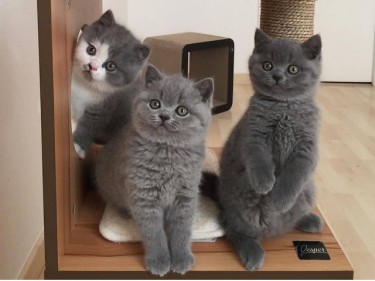 Ragdoll & British Shorthair Kittens