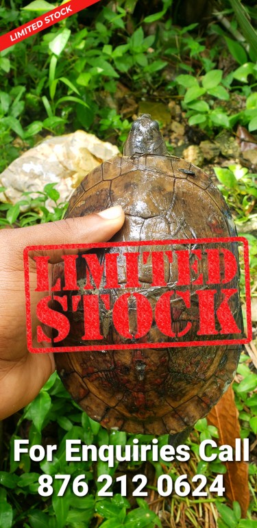 Turtles For Sale In Jamaica 