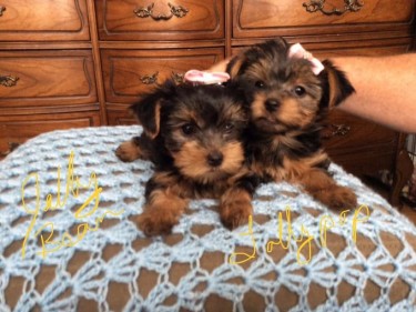 Beautiful Yorkie Puppies For Good Home