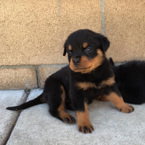 Rottweiler Pups Available Now