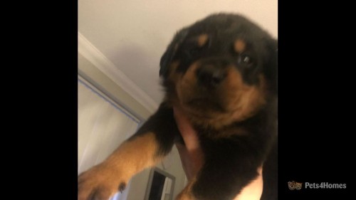 Adorable Male And Female Rottweiler Puppy